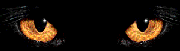 Untitledoo 1